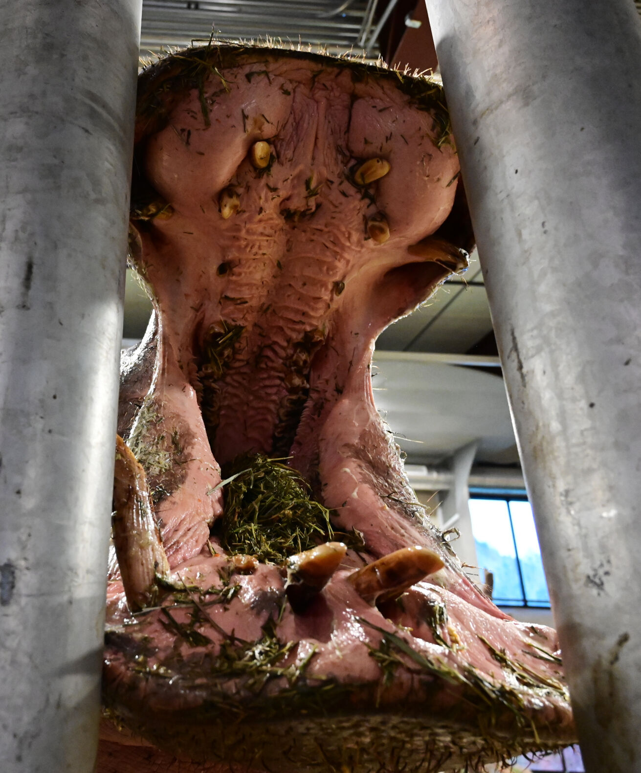 112821-life-zoo 07.JPG